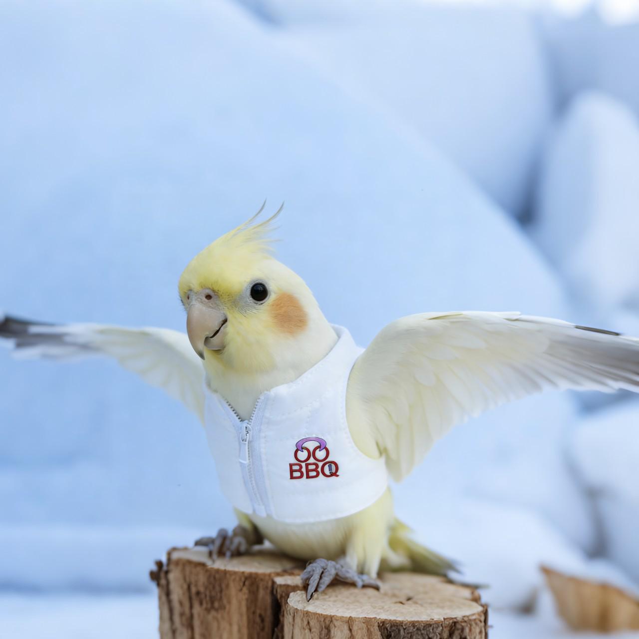 Parrot & Squirrel Winter Jacket: Warm, Funny Street Style Outfit for Small Birds Guangdong
Parrot & Squirrel Winter Jacket: Warm, Funny Street Style Outfit for Small Birds Guangdong