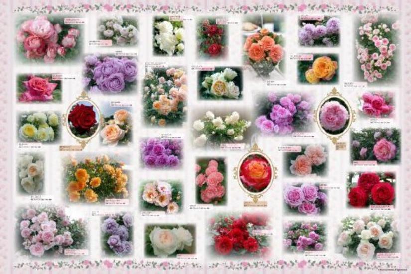 2542 Piece Jigsaw Puzzle Puzzle Master EX Rose Collection Super Small Pieces (50x75cm)
2542 Piece Jigsaw Puzzle Puzzle Master EX Rose Collection Super Small Pieces (50x75cm)
