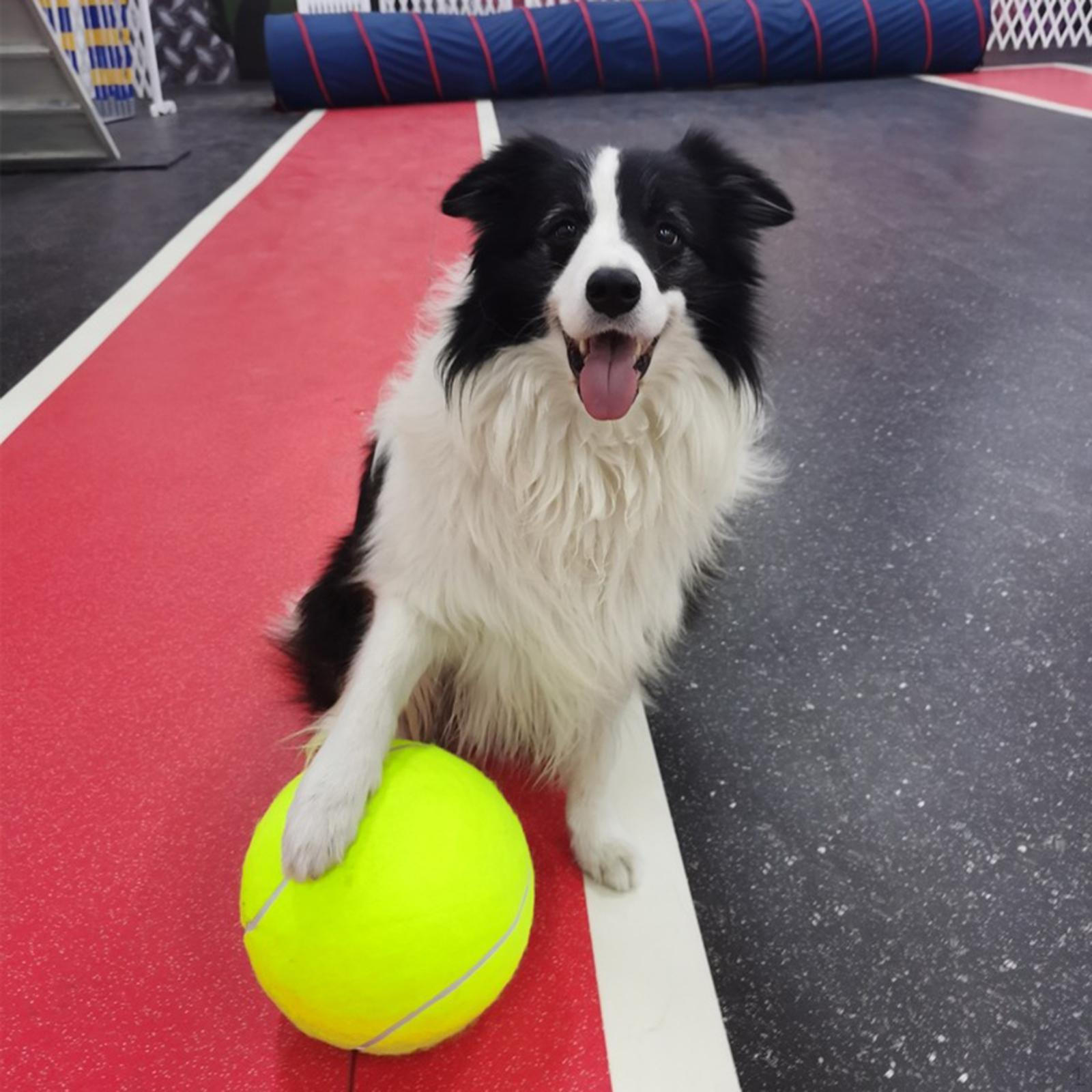 Большой теннисный мяч для собак, резиновая игрушка для домашних животных, интерактивная дрессировка собак L
Большой теннисный мяч для собак, резиновая игрушка для домашних животных, интерактивная дрессировка собак L