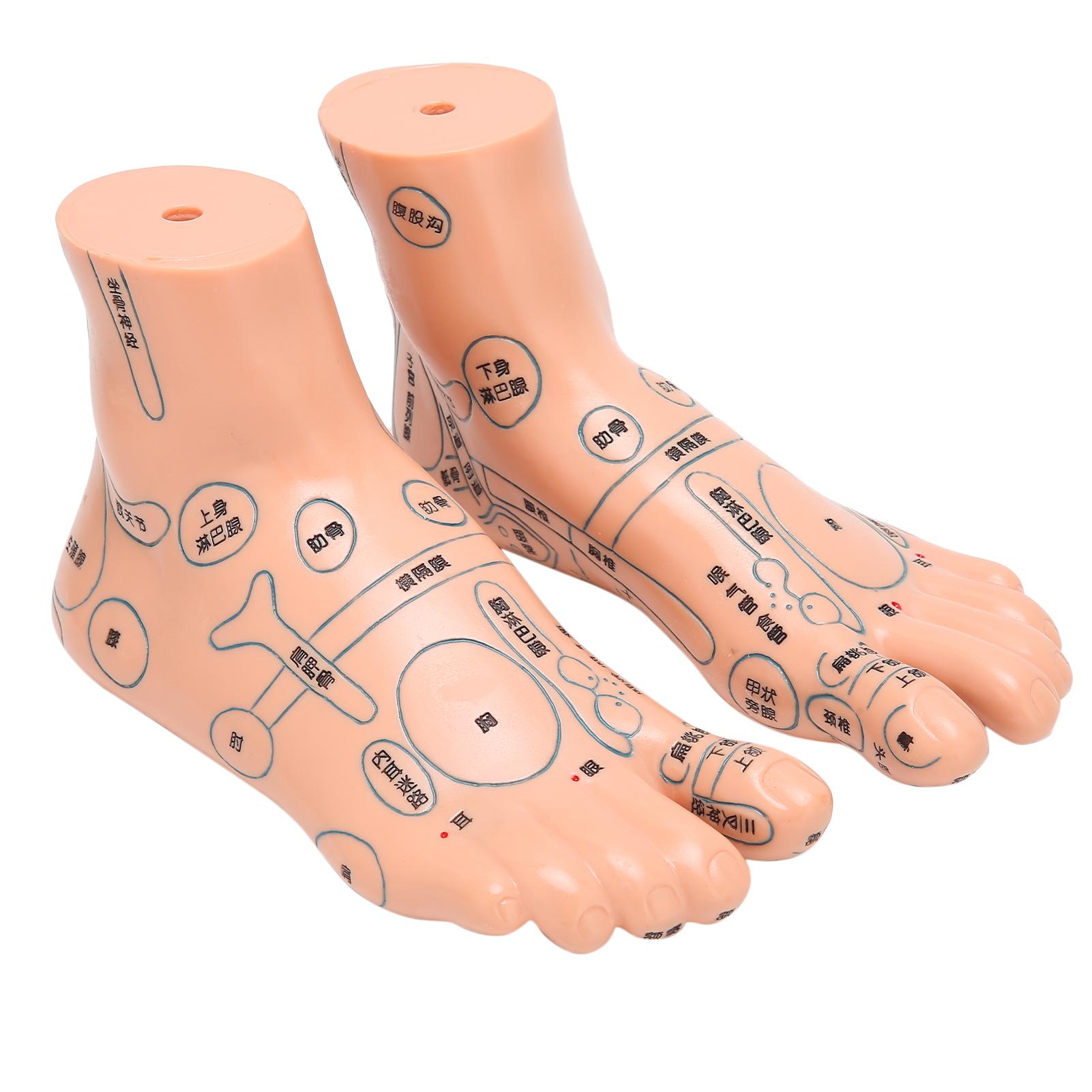 2 шт. 19 см 7,5 дюйма Модель акупунктурных точек стопы Учебные пособия для акупунктуры Принадлежности Модель стопы
2 шт. 19 см 7,5 дюйма Модель акупунктурных точек стопы Учебные пособия для акупунктуры Принадлежности Модель стопы