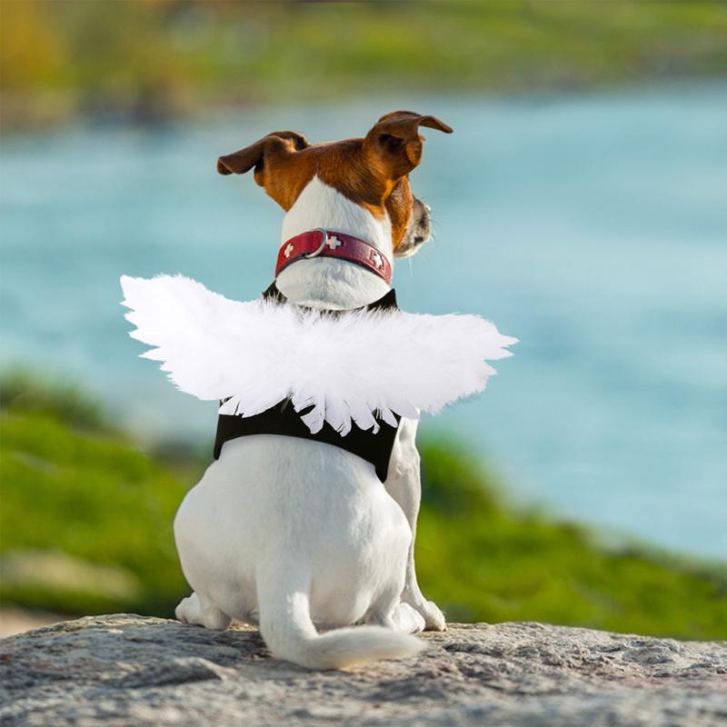 Pet Angel Wings Нагрудный ремень Регулируемый шлейк Тяга Поводок Набор Хэллоуин Творческие костюмы Аксессуары
Pet Angel Wings Нагрудный ремень Регулируемый шлейк Тяга Поводок Набор Хэллоуин Творческие костюмы Аксессуары