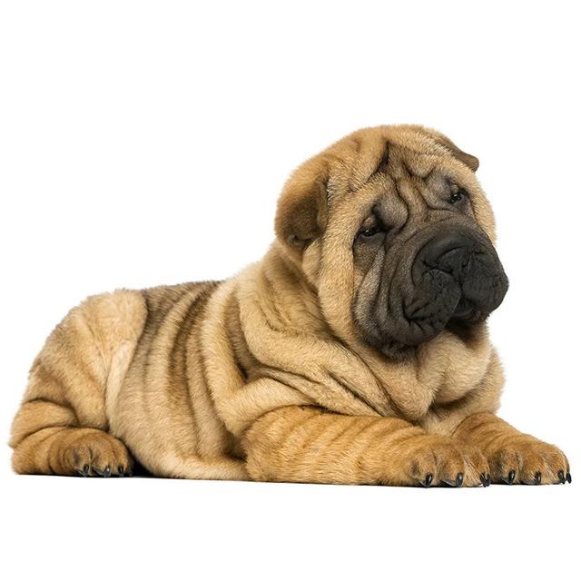 5D DIY полная круглая/квадратная алмазная живопись собака кошка милые животные стразы вышивка крестиком мозаика украшение дома подарки живопись Full Round 30X40CM синий
5D DIY полная круглая/квадратная алмазная живопись собака кошка милые животные стразы вышивка крестиком мозаика украшение дома подарки живопись Full Round 30X40CM синий