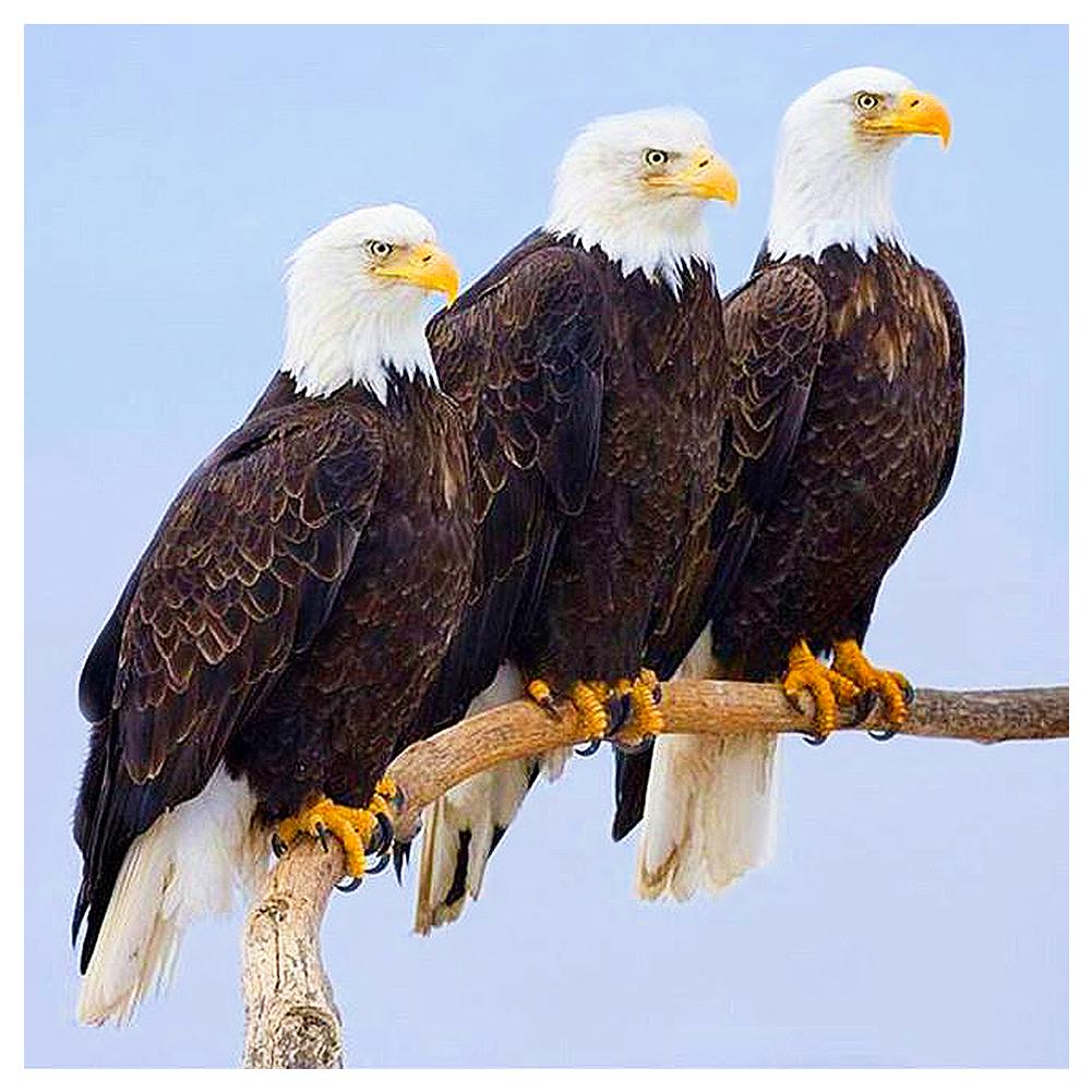Huacan 5D DIY Full Drill Diamond Painting Dotz Kits Eagle Mosaic Arts for Adults Home Wall Decor
Huacan 5D DIY Full Drill Diamond Painting Dotz Kits Eagle Mosaic Arts for Adults Home Wall Decor