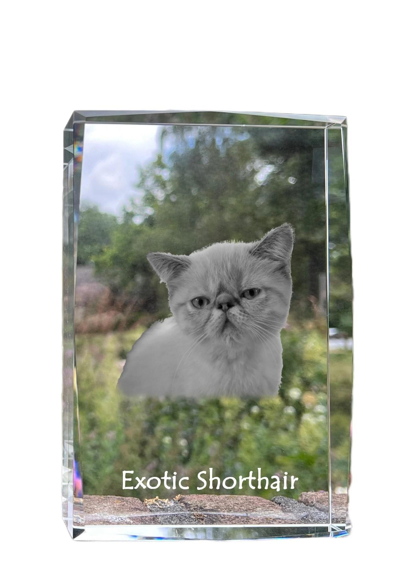 Exotic Shorthair - crystal with a picture of a cat, photo in glass, modern exhibition of Art-Dog brand photo прозорий
Exotic Shorthair - crystal with a picture of a cat, photo in glass, modern exhibition of Art-Dog brand photo прозорий