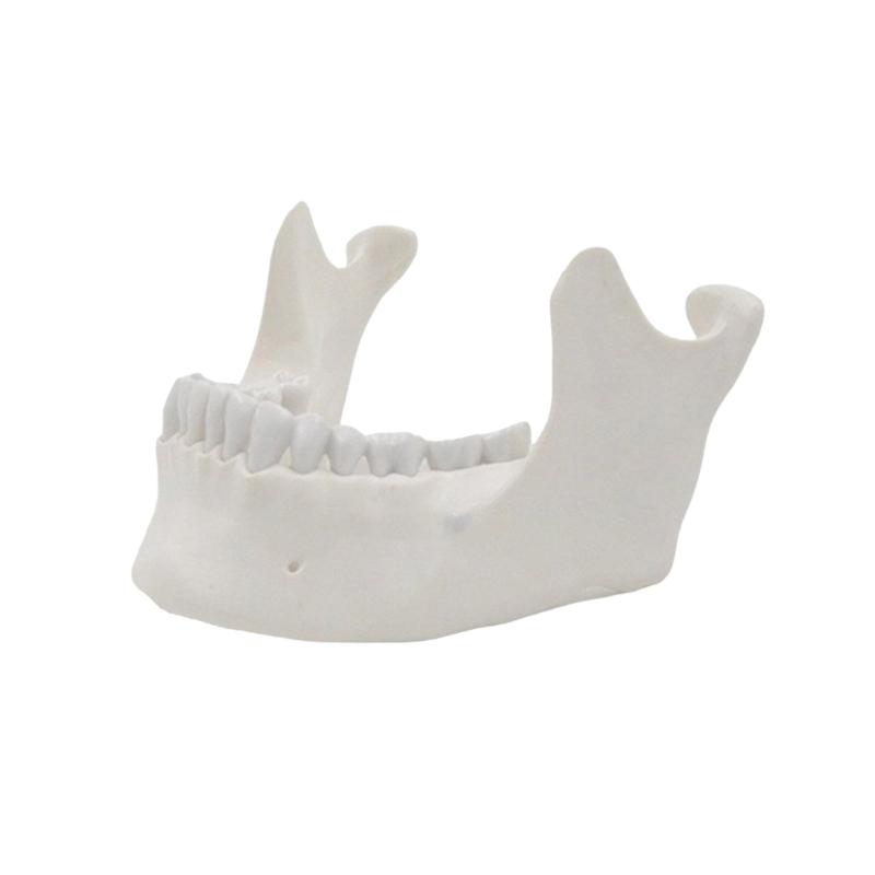 Lower Jaw Model 1:1 Adult Lower Jaw Bone Model Medicals Teaching Tool for Science Classroom Teaching Model 1
Lower Jaw Model 1:1 Adult Lower Jaw Bone Model Medicals Teaching Tool for Science Classroom Teaching Model 1