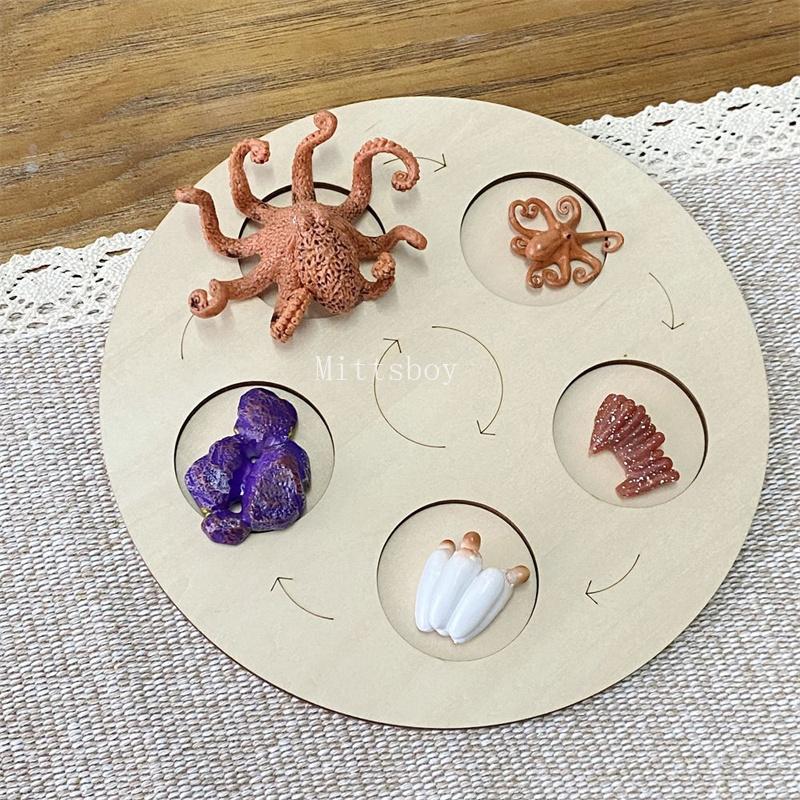 Montessori life cycle le cycle de vie English Placa De Video Frog Butterfly Seeds Cyclus Bij Ant teaching aids Educationals Toys
Montessori life cycle le cycle de vie English Placa De Video Frog Butterfly Seeds Cyclus Bij Ant teaching aids Educationals Toys
