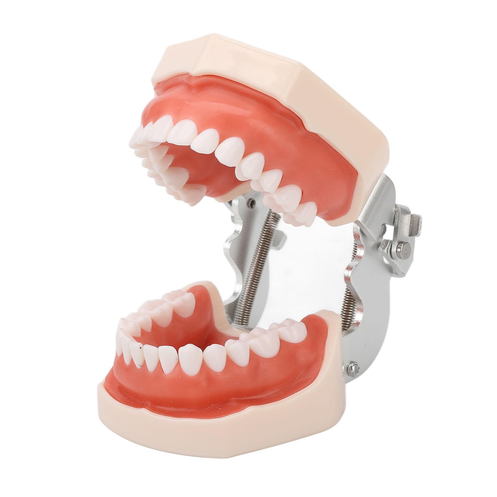 Standard Teeth Model 28 Teeth Soft Gum Adult Typodont Demonstration Denture Model for Kids Dental Teaching
Standard Teeth Model 28 Teeth Soft Gum Adult Typodont Demonstration Denture Model for Kids Dental Teaching