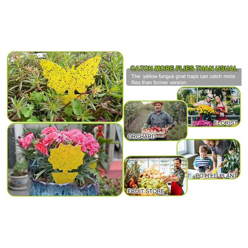 ABWR-72PCS Fruit Fly Sticky Traps Fungus Gnat Traps Insect Trap For Plants Kitchen Indoor Outdoor White Flies Mosquitos Easy Ins
ABWR-72PCS Fruit Fly Sticky Traps Fungus Gnat Traps Insect Trap For Plants Kitchen Indoor Outdoor White Flies Mosquitos Easy Ins