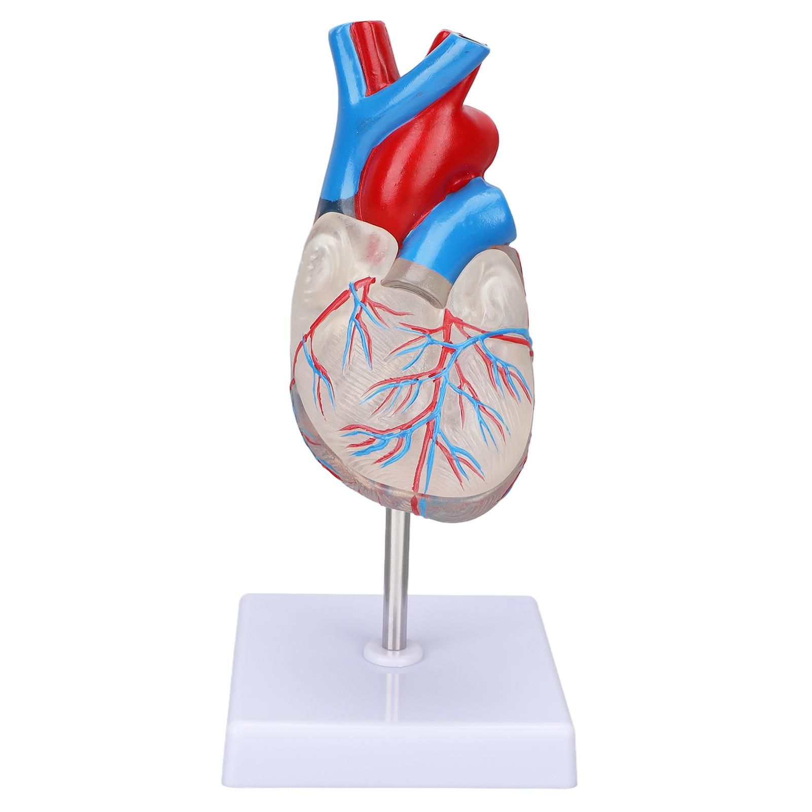 Heart Model Human Transparent Design Multipurpose Heart Teaching Model for Medical Teaching Aids
Heart Model Human Transparent Design Multipurpose Heart Teaching Model for Medical Teaching Aids