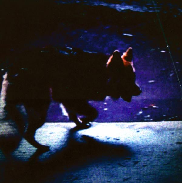CD VIDEO NASTIES - On All Fours DAR003,YRCG9001 Dead Again Reco 2009 Japan ObiRock Used
CD VIDEO NASTIES - On All Fours DAR003,YRCG9001 Dead Again Reco 2009 Japan ObiRock Used