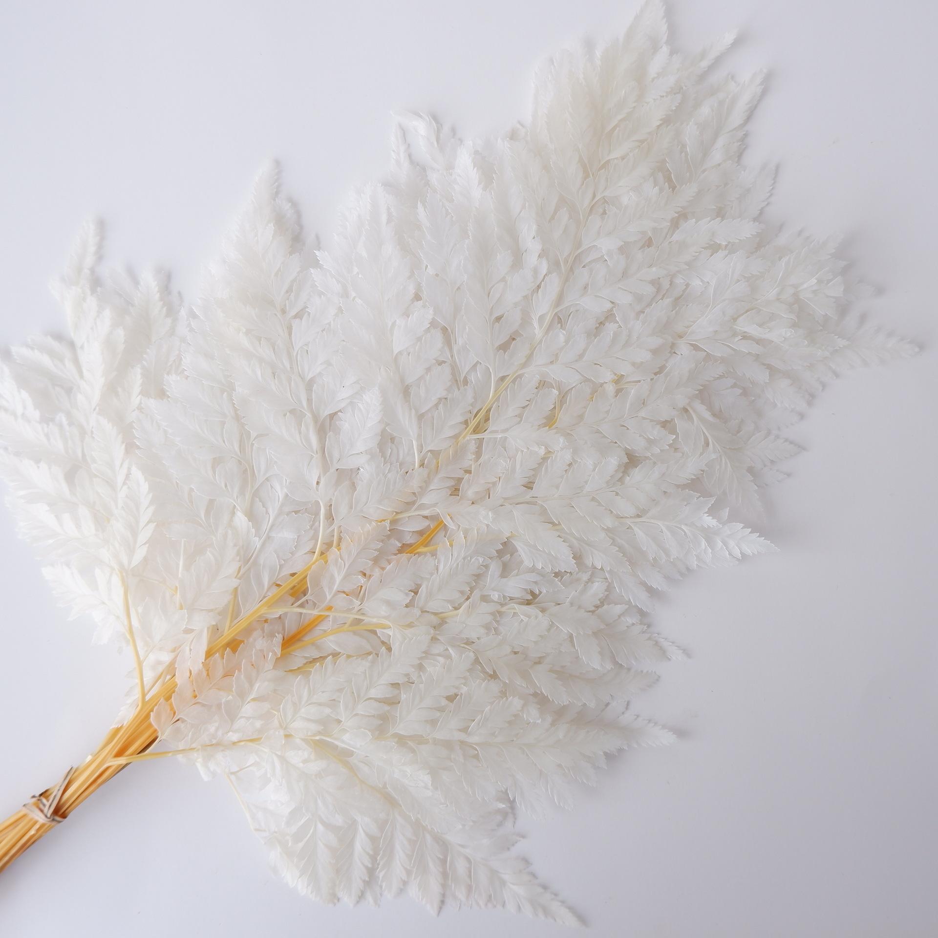 Вечный альпийский папоротник Золотой альпийский папоротник Бессмертный цветок Сухоцветный букет Свадебное украшение с травой белый
Вечный альпийский папоротник Золотой альпийский папоротник Бессмертный цветок Сухоцветный букет Свадебное украшение с травой белый