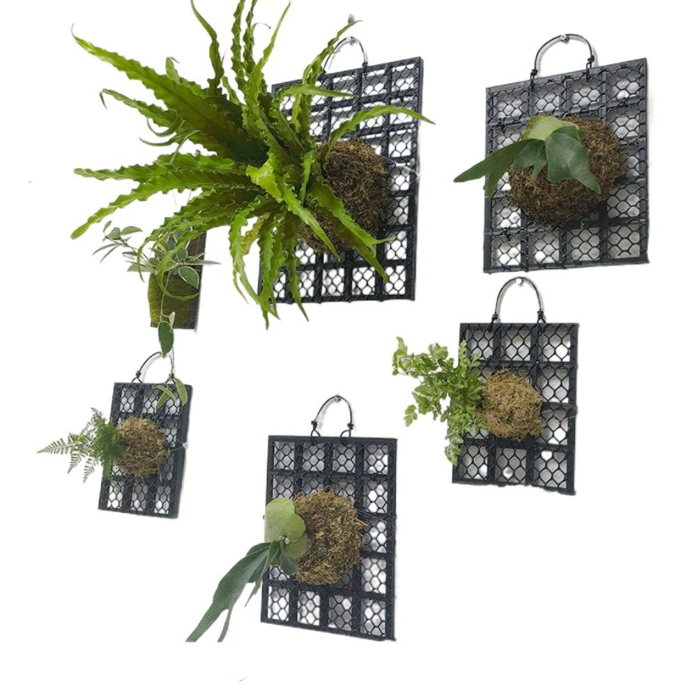Dendrobium Staghorn Fern Board Thickened Gardening Hanging Board Black Planting Board 22*16cm
Dendrobium Staghorn Fern Board Thickened Gardening Hanging Board Black Planting Board 22*16cm