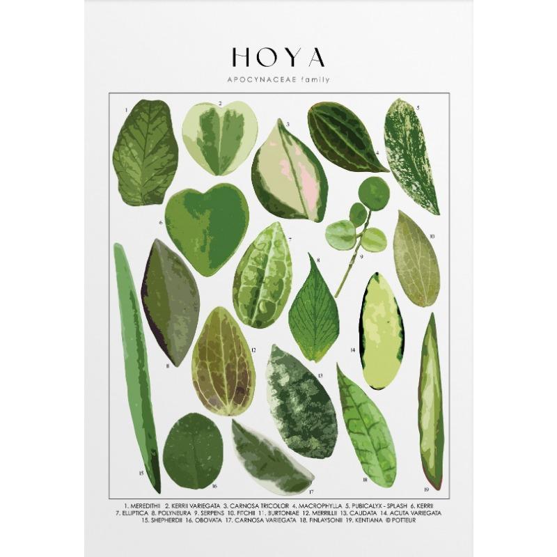 Плакат с идентификацией домашних растений, ботанические названия, картина на холсте, настенное искусство для гостиной, домашний декор, подарок любителю растений 21cm×30cm NoFrame
Плакат с идентификацией домашних растений, ботанические названия, картина на холсте, настенное искусство для гостиной, домашний декор, подарок любителю растений 21cm×30cm NoFrame