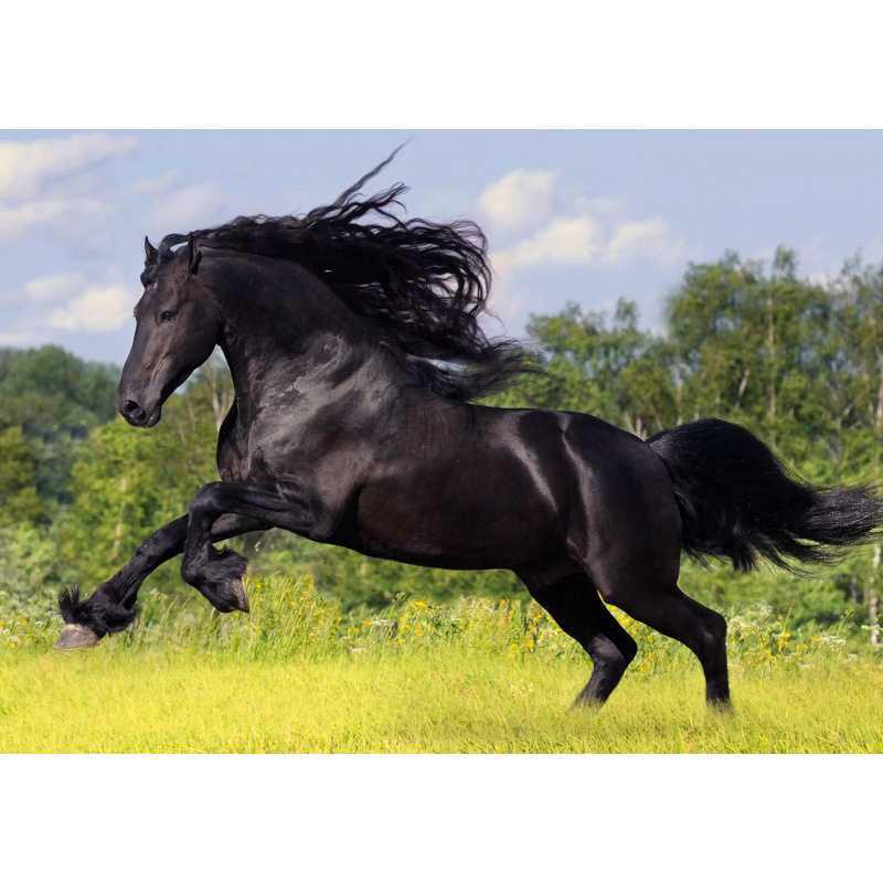 Horse Gallop Poster: Free Shipping Decorative Kraft Paper Wall Art for Bedroom, Study, Living Room, or Tea House White card paper (non-adhesive) 30*42 cm
Horse Gallop Poster: Free Shipping Decorative Kraft Paper Wall Art for Bedroom, Study, Living Room, or Tea House White card paper (non-adhesive) 30*42 cm