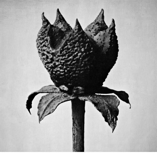 LP Record MASAYOSHI FUJITA - Book Of Life ERATP111LP Erased Tapes Re 2018 UK Dance & Electronica
LP Record MASAYOSHI FUJITA - Book Of Life ERATP111LP Erased Tapes Re 2018 UK Dance & Electronica