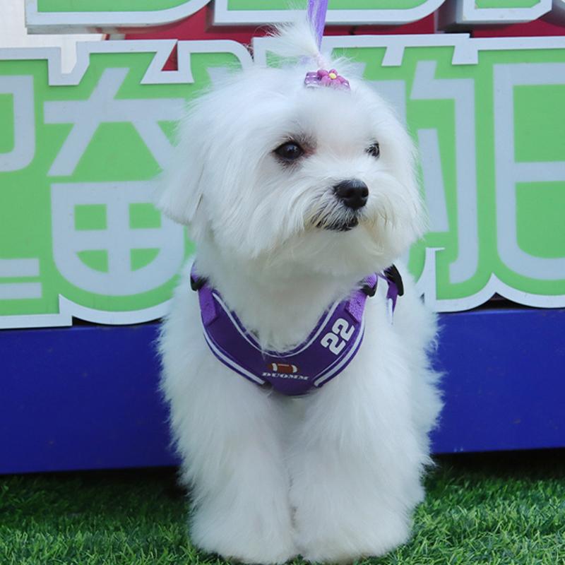 Весенняя маленькая свежая шлейка для собак, жилет, бишон, плюшевый поводок для питомца, поводок для собак, кошка, в наличии
Весенняя маленькая свежая шлейка для собак, жилет, бишон, плюшевый поводок для питомца, поводок для собак, кошка, в наличии