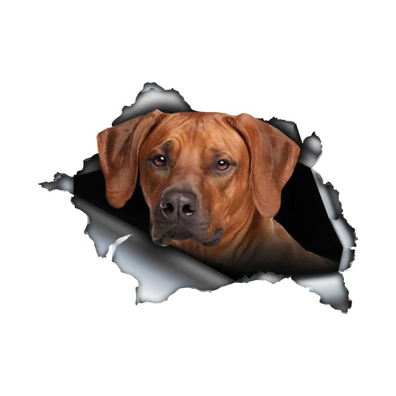 Rhodesian Ridgeback 3D Break the Wall Car Sticker, Waterproof Vinyl Material Accessories, Interesting For Cars, Trucks, Motorcycles, Walls 20cm-Longest Side
Rhodesian Ridgeback 3D Break the Wall Car Sticker, Waterproof Vinyl Material Accessories, Interesting For Cars, Trucks, Motorcycles, Walls 20cm-Longest Side