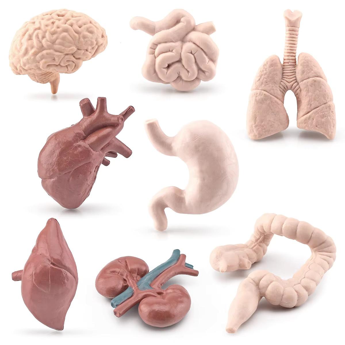Simulated Human Organ Model Brain Heart Lung Liver Stomach Intestine Kidney Muscle Science Educational Toy for Kids Gifts
Simulated Human Organ Model Brain Heart Lung Liver Stomach Intestine Kidney Muscle Science Educational Toy for Kids Gifts