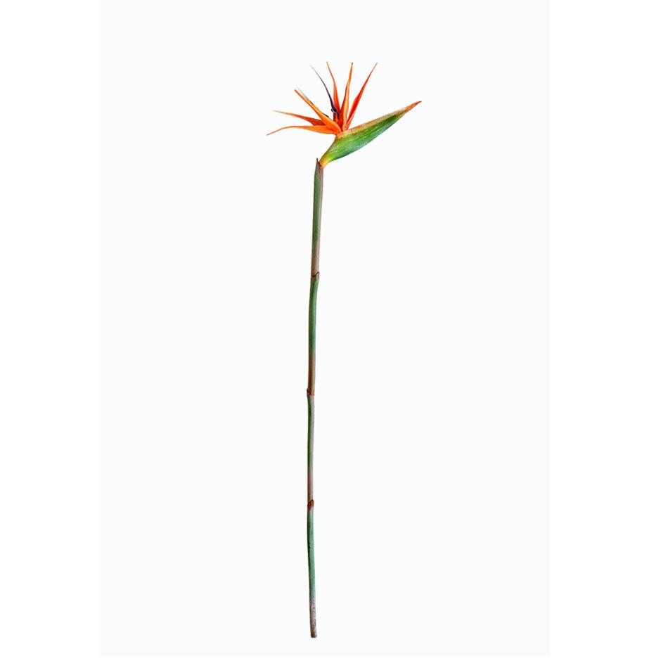 Bird of Paradise Artificial Flower in Vase – New Chinese Style Potted Décor Set
Bird of Paradise Artificial Flower in Vase – New Chinese Style Potted Décor Set
