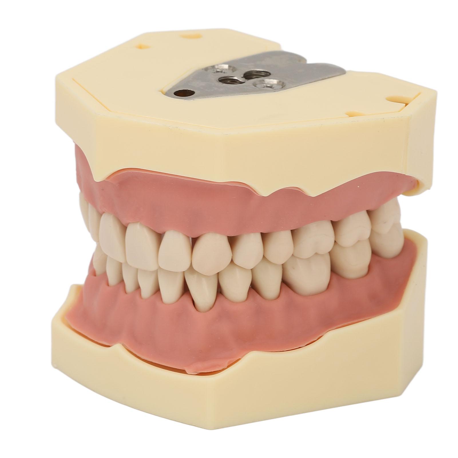 Dental Teaching Model Soft Gum 32 Teeth Dental Demonstration Teeth Model for Laboratory Clinic
Dental Teaching Model Soft Gum 32 Teeth Dental Demonstration Teeth Model for Laboratory Clinic
