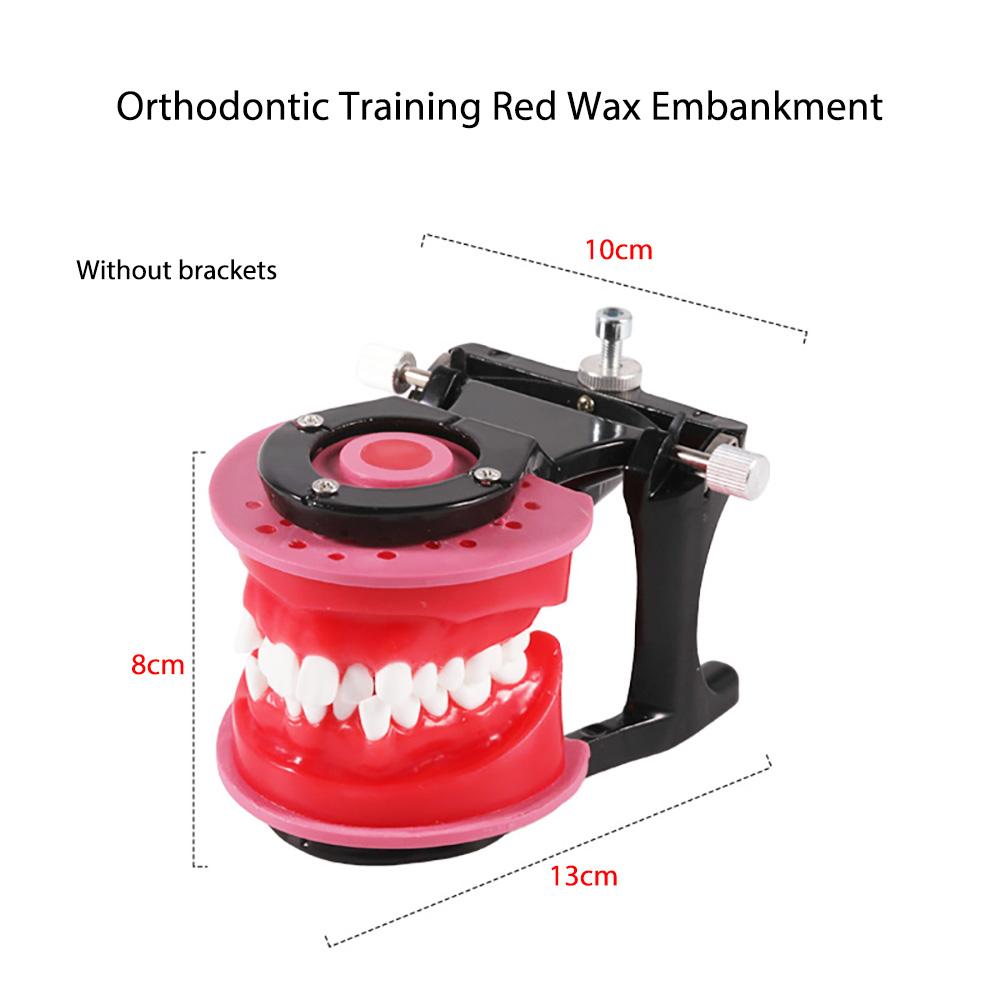 PIORPOY Dental Orthodontic Treatment Model Oral Model Teeth Gingival Wax Bending Typodont Demonstration Tools Dentist Practice
PIORPOY Dental Orthodontic Treatment Model Oral Model Teeth Gingival Wax Bending Typodont Demonstration Tools Dentist Practice