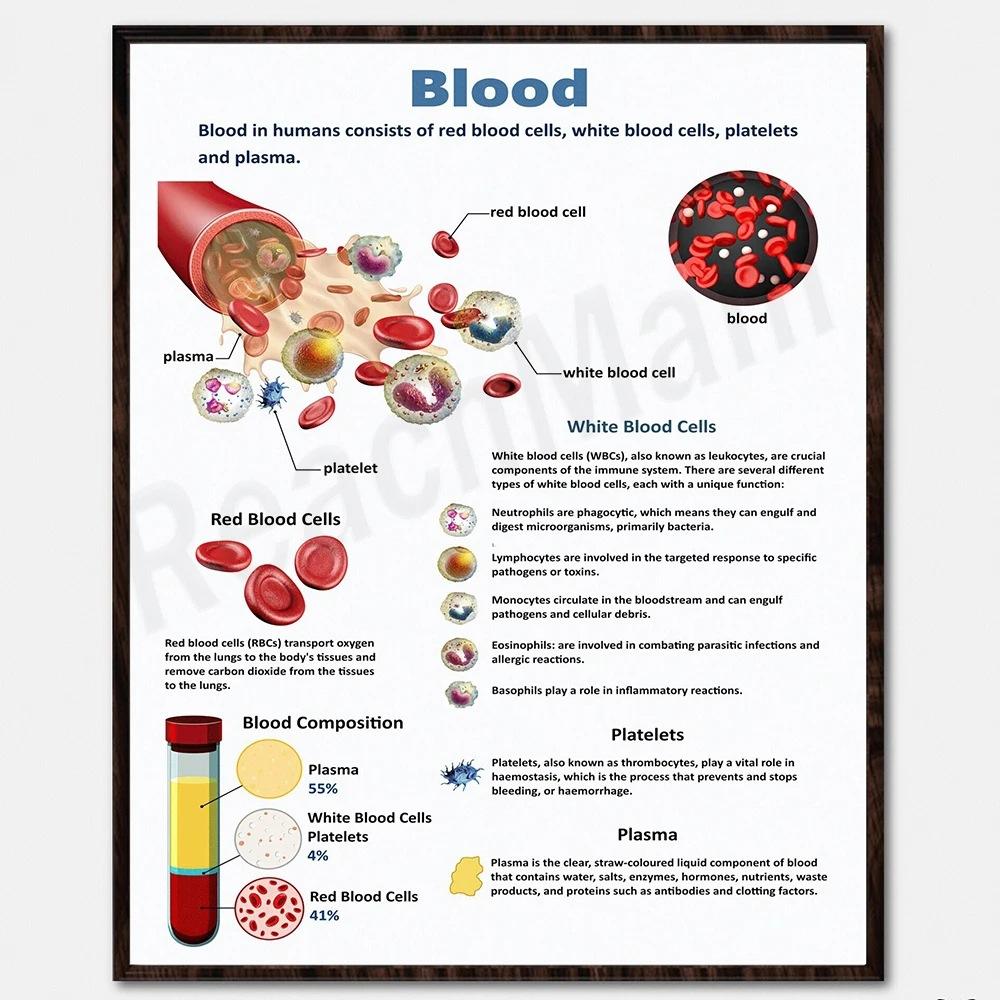 Human Cardiovascular System Anatomy Poster 20X25CM Educational Blood Cells Platelets Plasma Circulatory System Organ Illustration Wall Art Print
Human Cardiovascular System Anatomy Poster 20X25CM Educational Blood Cells Platelets Plasma Circulatory System Organ Illustration Wall Art Print