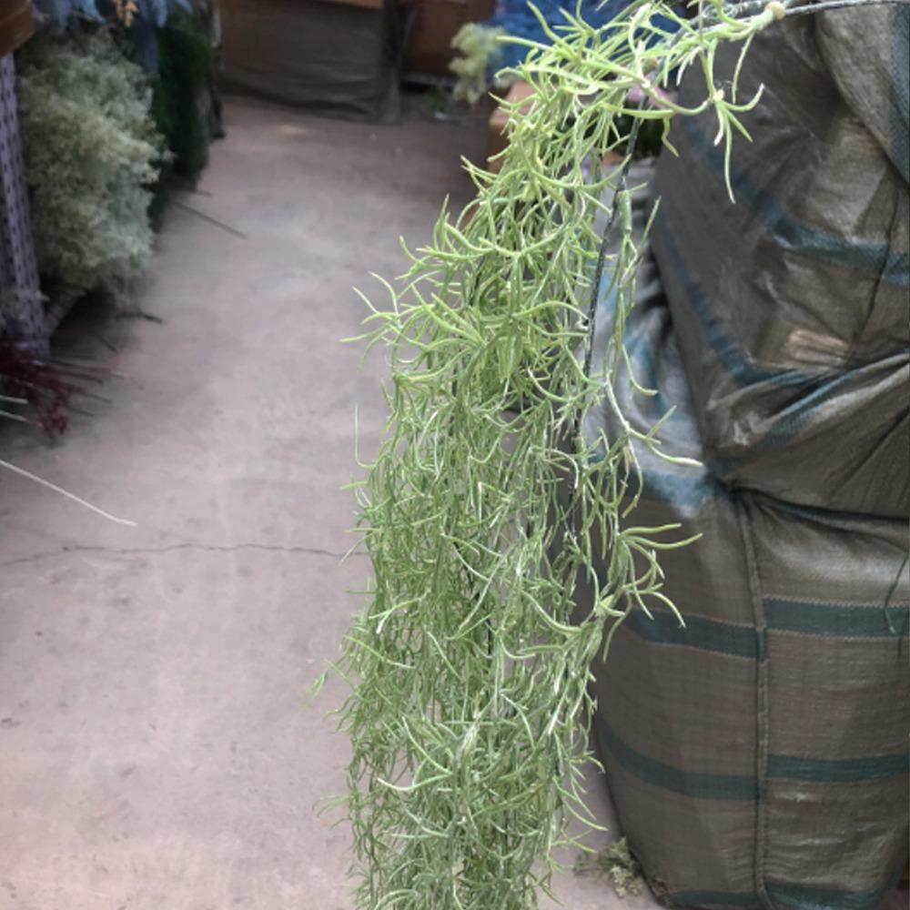 100cm Artificial Ivy Plastic Elegant Fake Greenery Plastic Home Office Decor светло-зеленый
100cm Artificial Ivy Plastic Elegant Fake Greenery Plastic Home Office Decor светло-зеленый