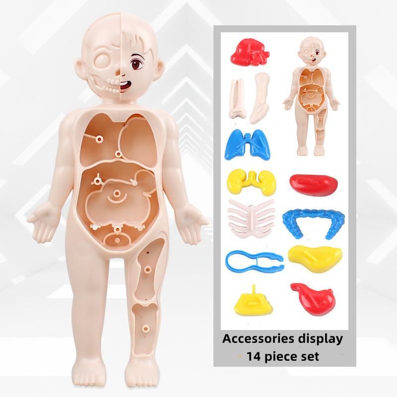Kid Montessori 3D Puzzle Human Body Anatomy Model Educational Learning Organ Assembled Toy Body Teaching Tool For Children
Kid Montessori 3D Puzzle Human Body Anatomy Model Educational Learning Organ Assembled Toy Body Teaching Tool For Children