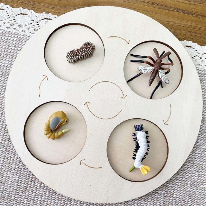 Montessori life cycle le cycle de vie English Placa De Video Frog Butterfly Seeds Cyclus Bij Ant teaching aids Educationals Toys
Montessori life cycle le cycle de vie English Placa De Video Frog Butterfly Seeds Cyclus Bij Ant teaching aids Educationals Toys