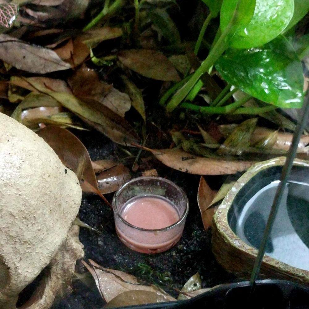 Стеклянный контейнер для сверчков, поднос для ящериц, миска для воды, кормушка для рептилий, тарелка для еды 10pcs
Стеклянный контейнер для сверчков, поднос для ящериц, миска для воды, кормушка для рептилий, тарелка для еды 10pcs