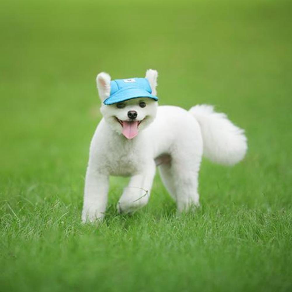 Pet Baseball Cap Dog Hat with Ear Holes Neck Strap Adjustable Comfortable Outdoor Sun Hat for Small Medium Dog Cats Pet Supplies S синій
Pet Baseball Cap Dog Hat with Ear Holes Neck Strap Adjustable Comfortable Outdoor Sun Hat for Small Medium Dog Cats Pet Supplies S синій