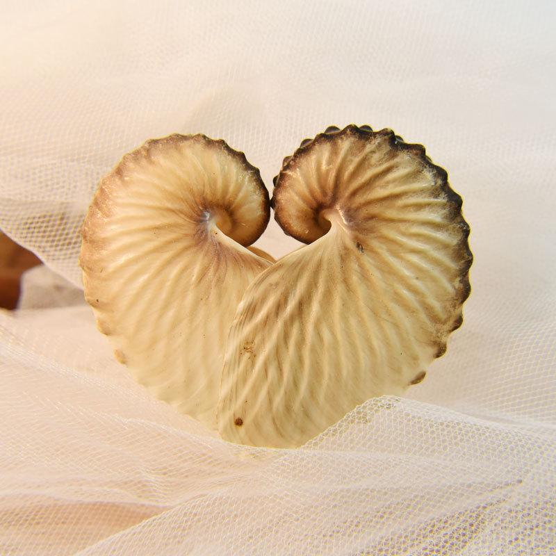 4cm Natural Shell Ship Stern Ornament for Fish Tanks - Rare Home Collection Decoration with Ship s Whistle 3-4 cm
4cm Natural Shell Ship Stern Ornament for Fish Tanks - Rare Home Collection Decoration with Ship s Whistle 3-4 cm
