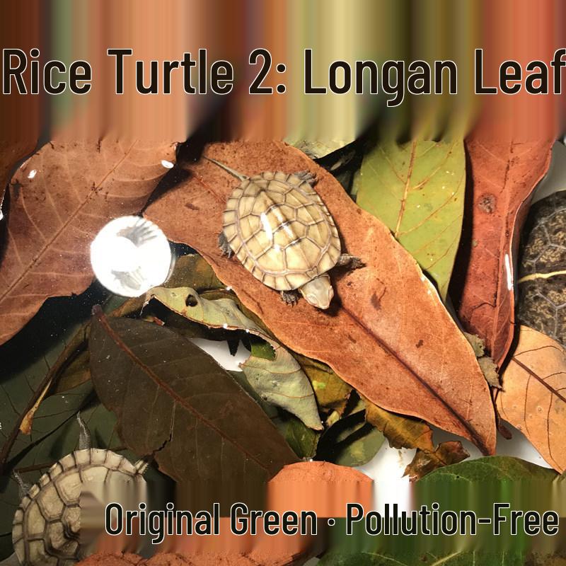 Reptile Breeding Box for Silkworms, Spiders, Horned Frogs, Snails, and Turtles
Reptile Breeding Box for Silkworms, Spiders, Horned Frogs, Snails, and Turtles