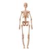 Children's 3D Human Body Skeleton & Organ Anatomy Educational Model 