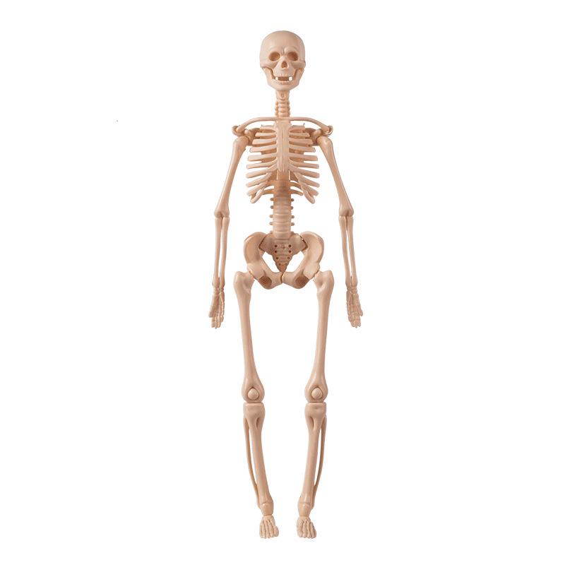 Children's 3D Human Body Skeleton & Organ Anatomy Educational Model 