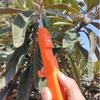 Handheld Berry Picking Tool Ergonomic Heavy-Duty Pruning Cutter Thorn-Proof Non-Slip Handle Flower Branch Scissors Pruning