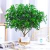 Hydroponic Fragrant Wood Indoor Plant | Insect & Mosquito Repellent | Evergreen Year-Round Desktop Decor