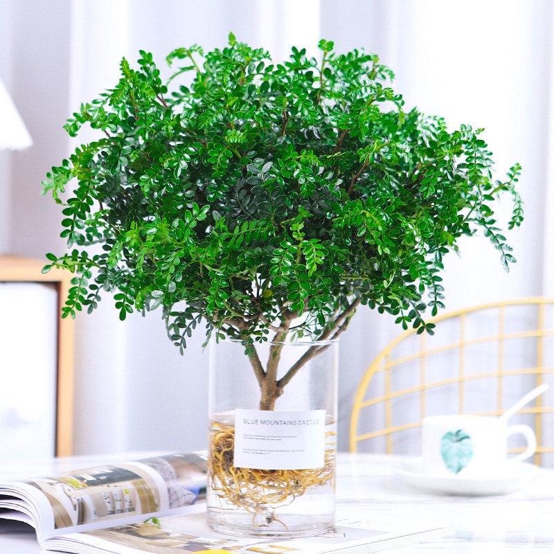 Hydroponic Fragrant Wood Indoor Plant | Insect & Mosquito Repellent | Evergreen Year-Round Desktop Decor