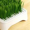Hydroponic Cat Grass Kit with 5 Pack Seeds Soil Free Cat Grass Planter for Indoor Cats Wheatgrass Growing Kit Gift for Cat Lovers