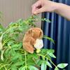 Capybara 11cm Fashionable Plush Keychain With Adorable Strawberry Hat Great Personalization For