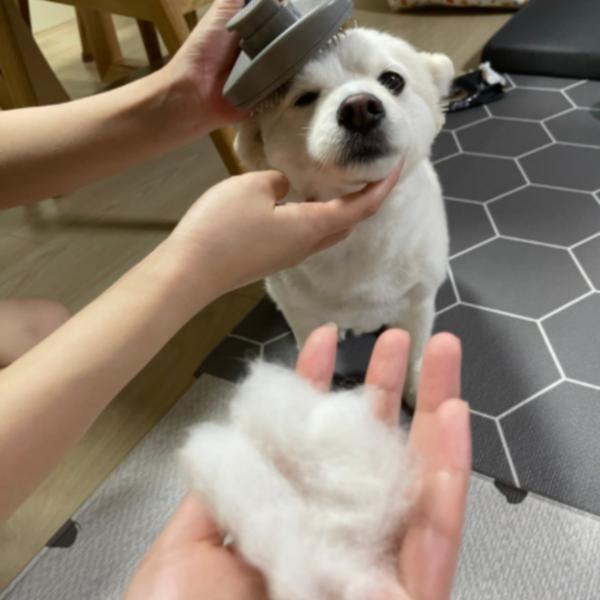 Happy Dog Pet One-Touch Brush, Pink, 1 Piece, Korean Pet Shampoo