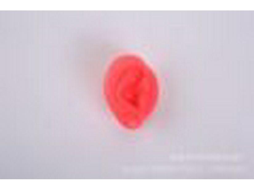 Silicone Ear Model for Training, Display & Ear Studs or Earphones
