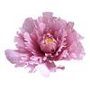 Peony Flower Flower Head Diameter Space Green Stem Website