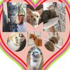 Elastic Adjustable Colored  Cat Collar Safety Dog Necklace  Dog Accessories