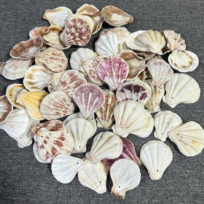 Conchiglie Naturali Fatte a Mano per Ghirlande a Vento Fai-da-Te, Accessori per Capelli, Collane e Attività Artigianali da Parete