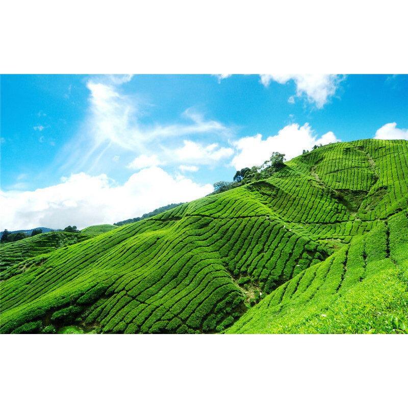 100 g ceai Pu-erh copt Ceai Puerh negru premium Mini ceai vechi chinezesc Yunnan Tuocha