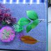 Aquarium Waterplanten Vechtende Vissen Rusten Blad Hoog Simulatie Gemakkelijk te onderhouden Prachtige aquariumdecoratie Realistisch gekleurde waterplanten