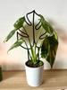 Podpora do roślin pnączy podpórka kwiatów pnących drabinka monstera m 32 cm