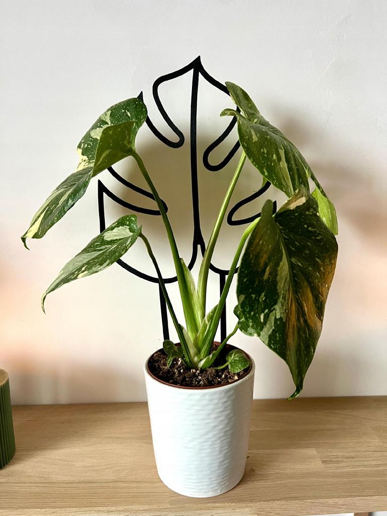 Podpora do roślin pnączy podpórka kwiatów pnących drabinka monstera m 32 cm