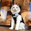 Katter – Klær for katter